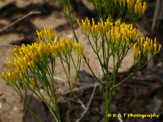 {Bigelowia nuttallii}